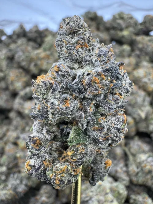 Blue Andeze  by cuoiv