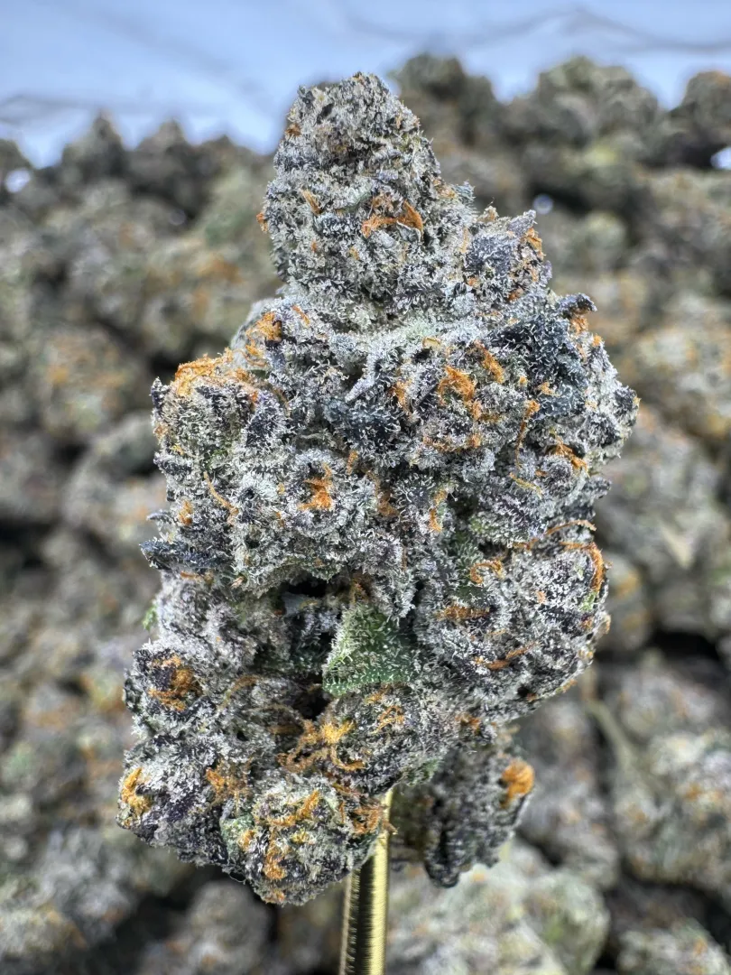 Blue Andeze  posted by cuoiv