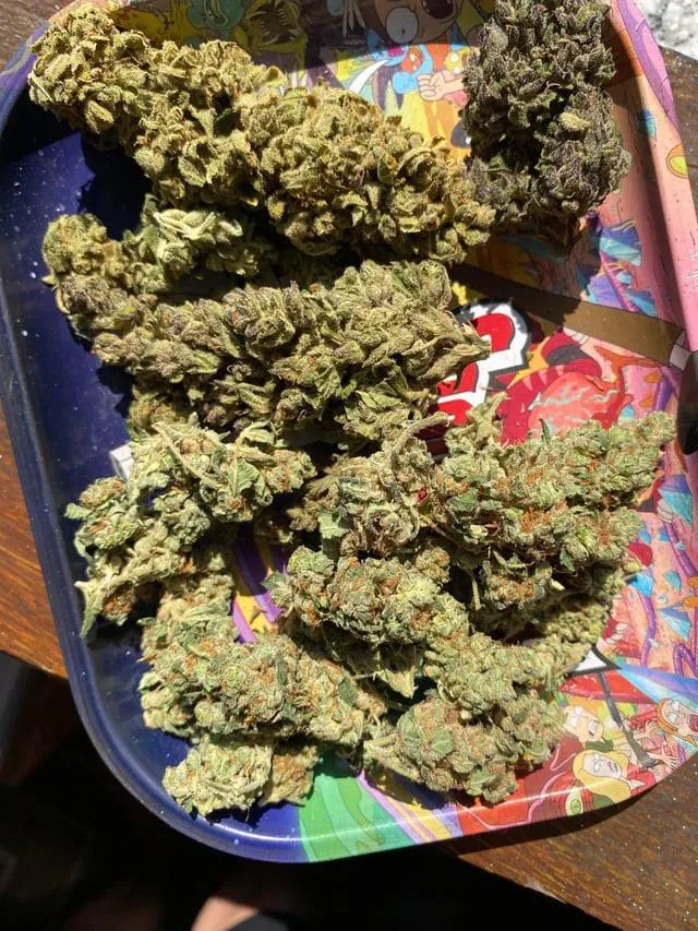 Boa semana de carnaval fml posted by IsJesusAgain