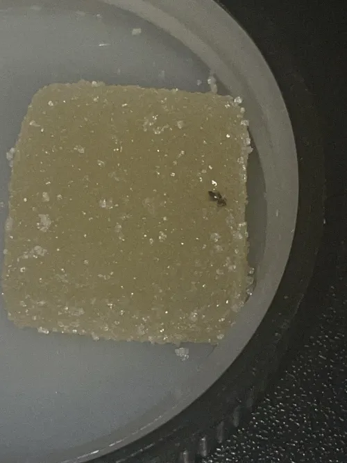 Bruh did I get a bug in my gummy???  by MaybeCats