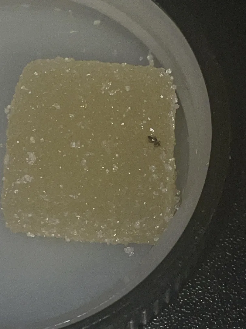 Bruh did I get a bug in my gummy???  posted by MaybeCats