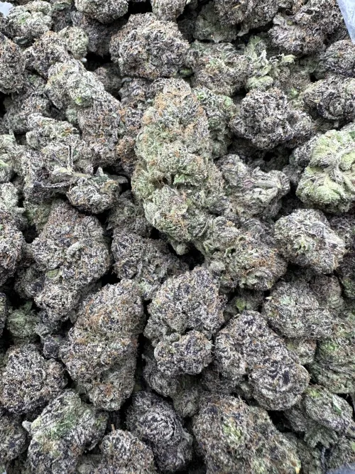 Bubblegum  by gassyguyy