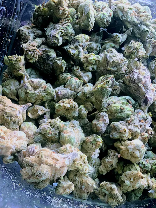 Bud Rot? by MysteriousMortgage78