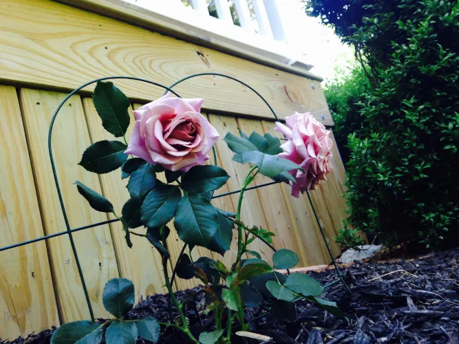 C4C C4F by Nearby-Baby-4159