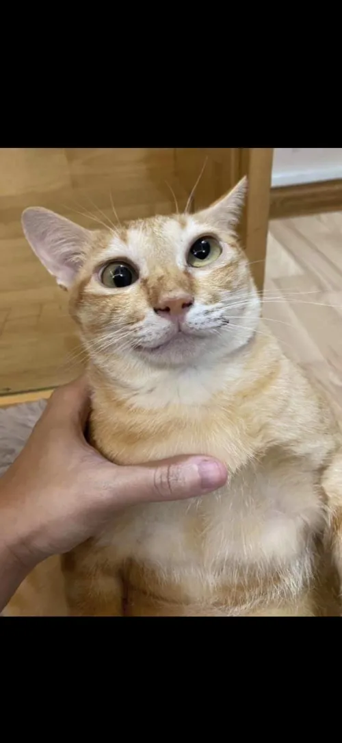 Catriano by Ok_Guest5273