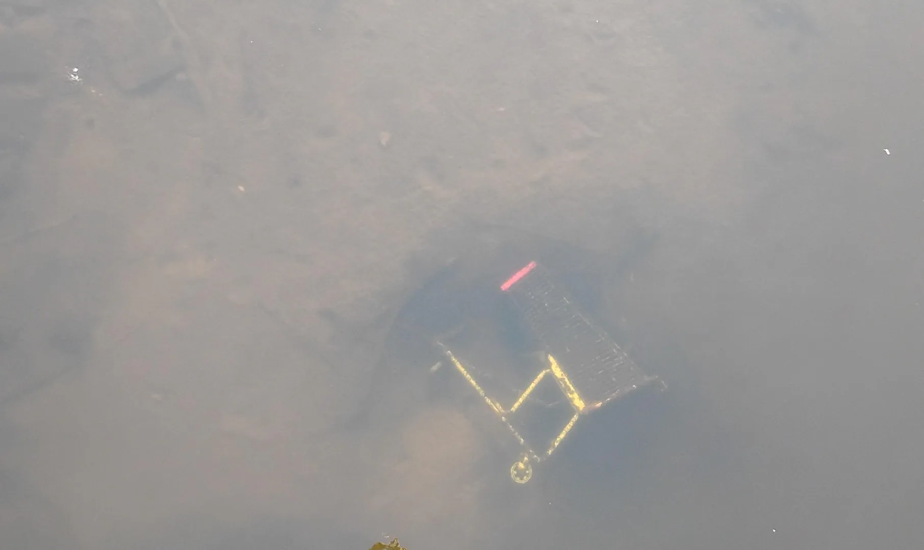 Caught swimming posted by Iam_so_Roy_Batty