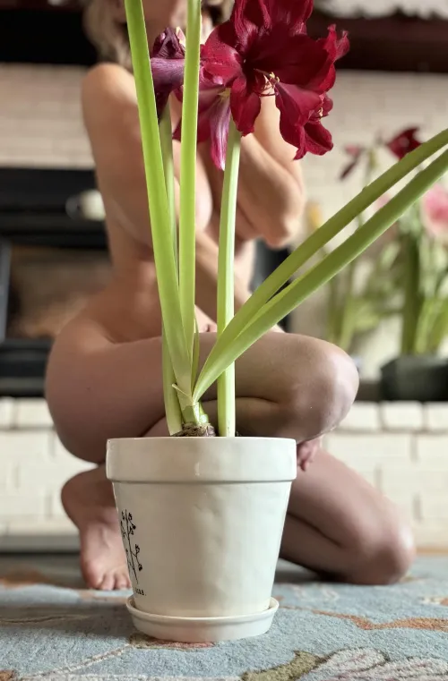 Celebrating amaryllis by ExoticArches