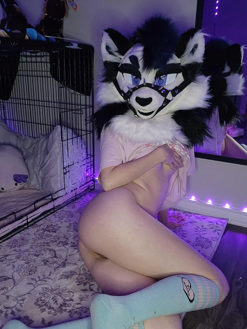 Come surprise me posted by AsheyPup_AD
