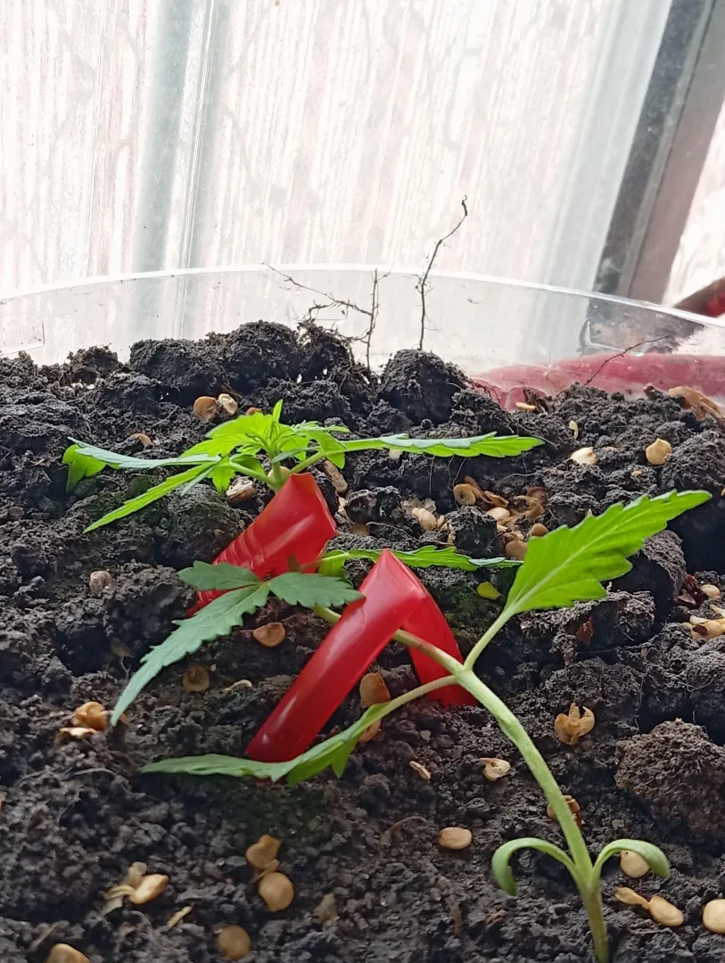 Começando um treinamento de leve posted by Limp-Crew-6362