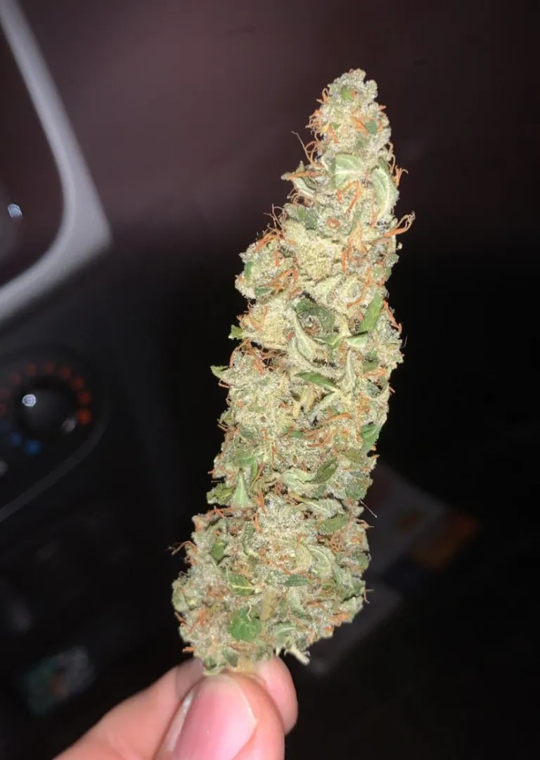 Corre de hoje posted by Puzzleheaded-Code634