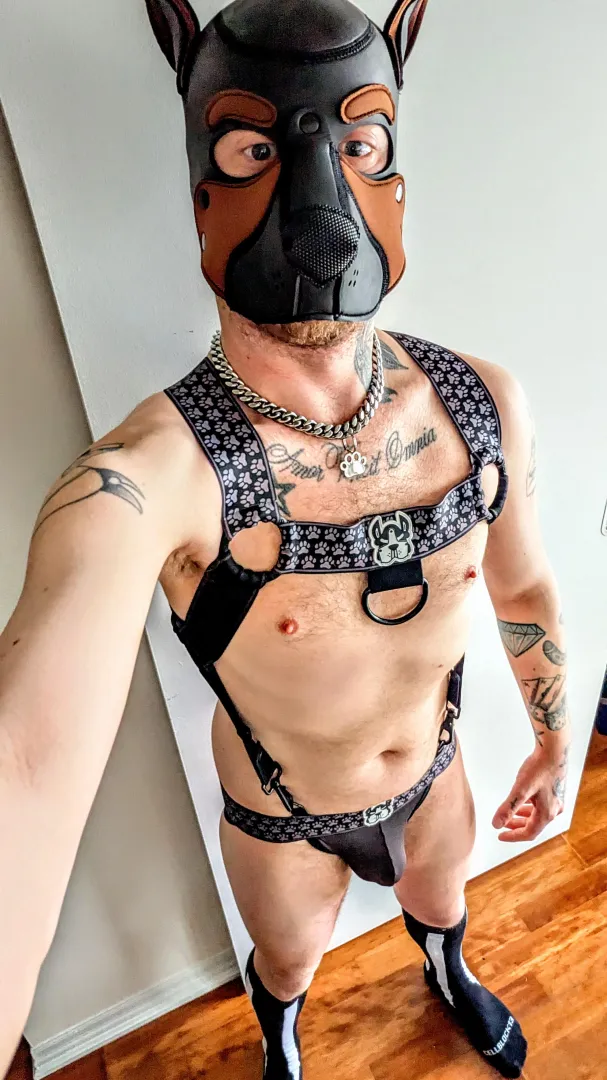 Couldn't resist the harness jock strap combo posted by chicagopalms89