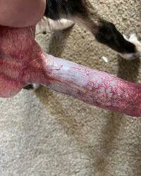 Dog video available posted by BobFredGeorgeChuck