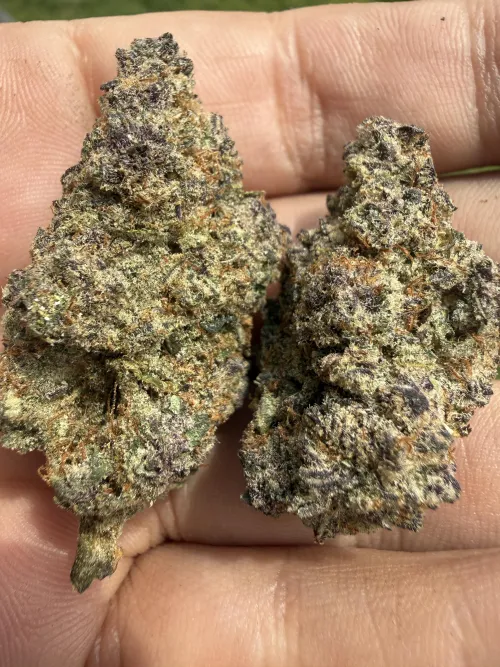 DP Blockberry for the win! by Large_Source911