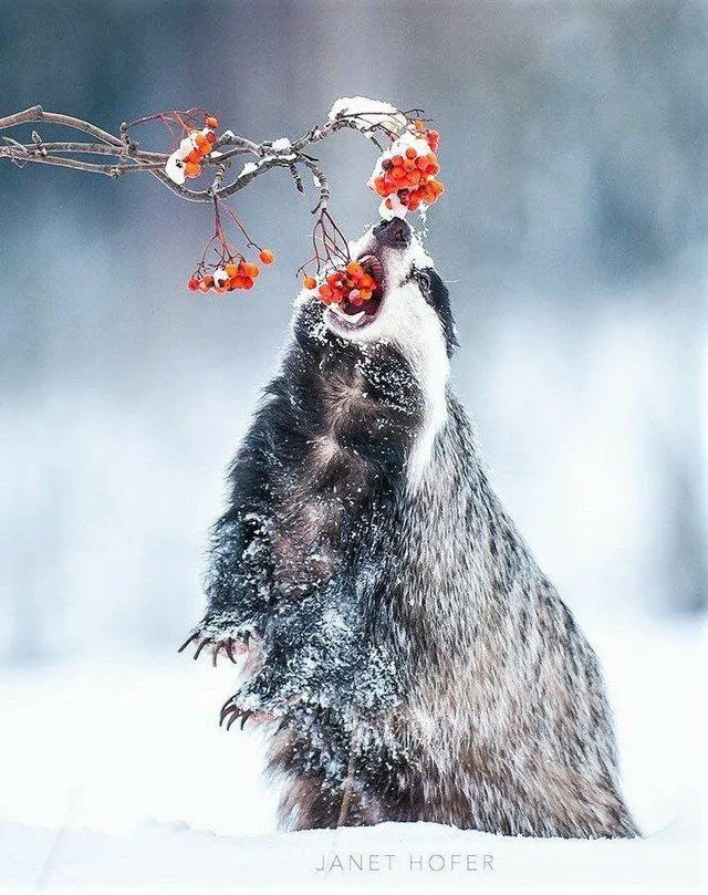 Eating from below in the snow posted by Sand_Dargon