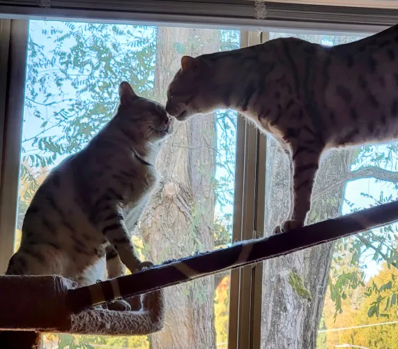 [f] and [m] Indoor wildcats! by wackitywacks