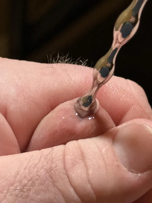 First time stretching my tiny pee hole. by Acceptable-Flan-1056