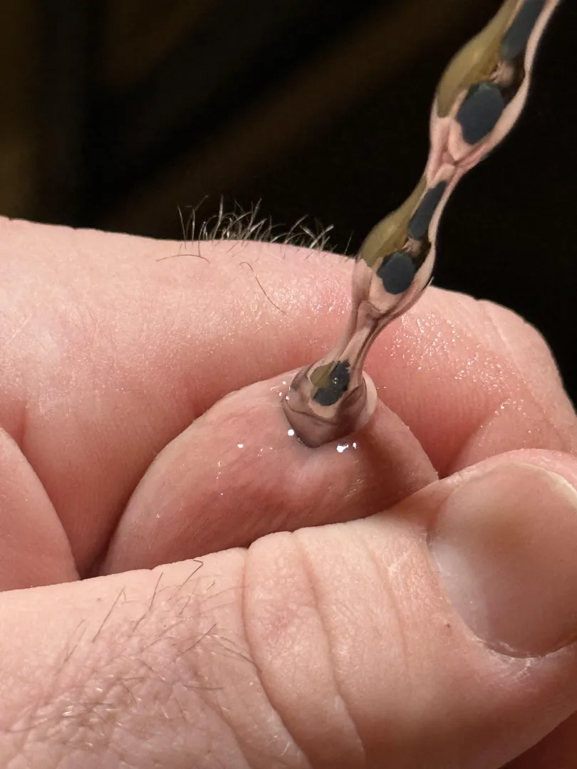 First time stretching my tiny pee hole. posted by Acceptable-Flan-1056