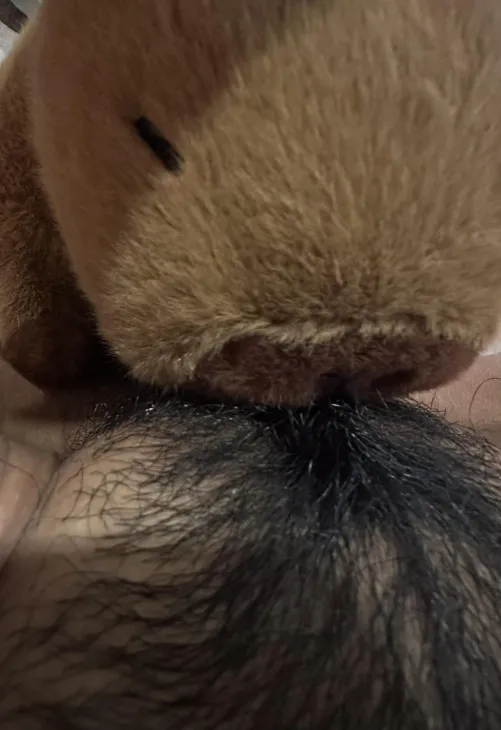 first time trying this with my capybara plushie by dumbssleeve