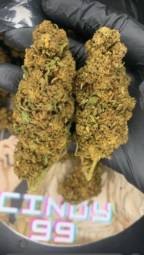 Flor - Cindy99 by KingAsriel6766