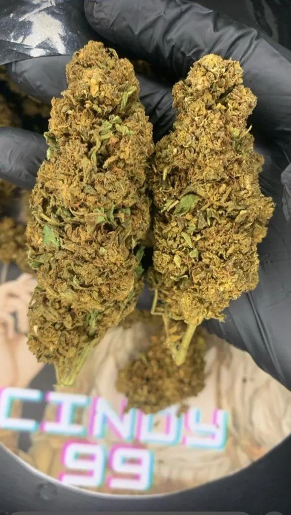 Flor - Cindy99 posted by KingAsriel6766