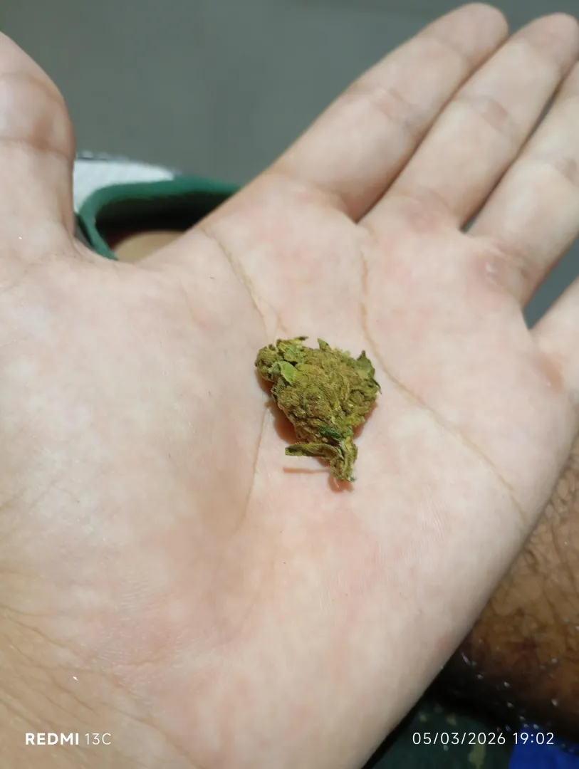 Flor de 20 posted by shipposte