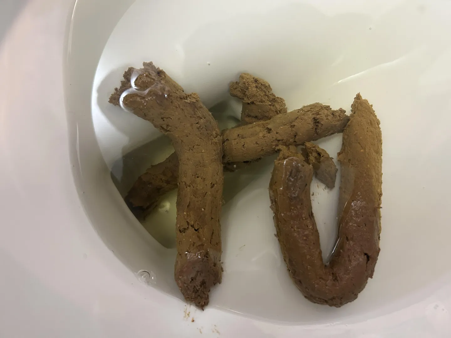 Fresh Evening Turds posted by No-Muffin-733