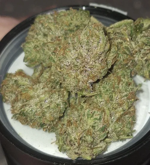 G-13 by LookoutLookout007