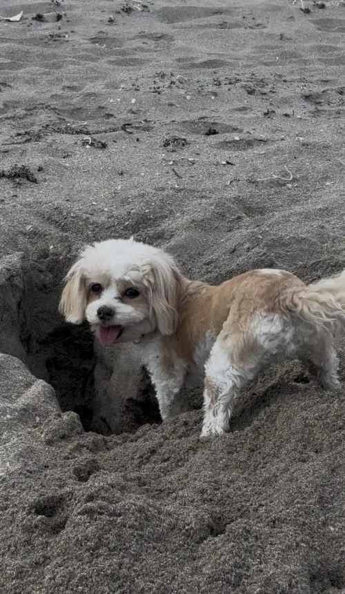 Getting Busy at the Beach by DaGrandude