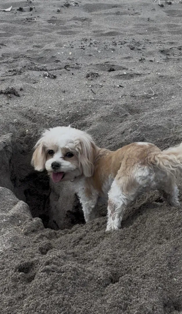 Getting Busy at the Beach posted by DaGrandude