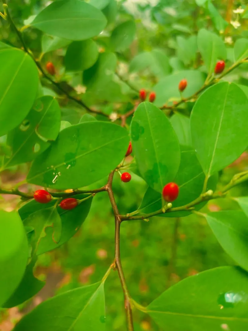 Giveaway .cocain seeds posted by nirodhakaushalaya