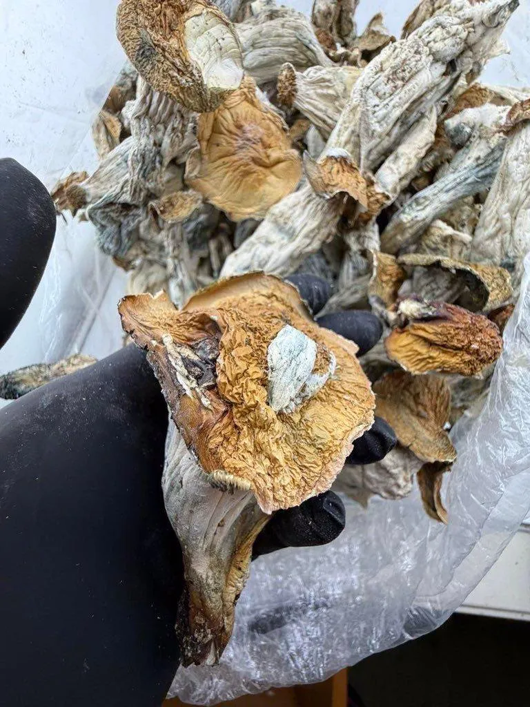 Golden Caps posted by Spiritual-Pianist759