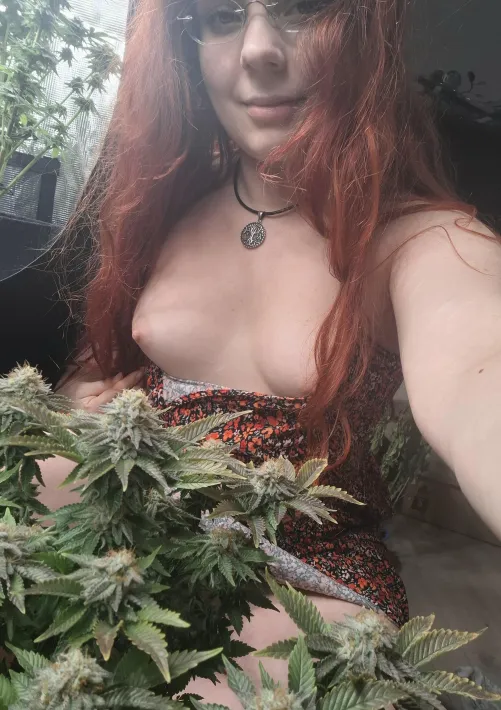 Got myself my [f]avourite flowers today! by TheAlienCreature