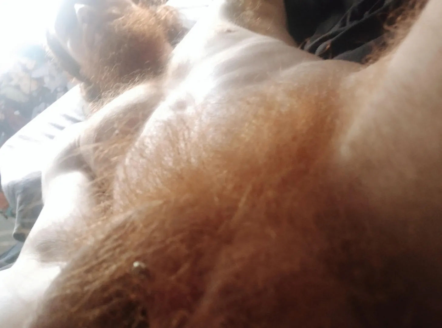 Hairy ginger in the morning sun  posted by gingeruncutxxl