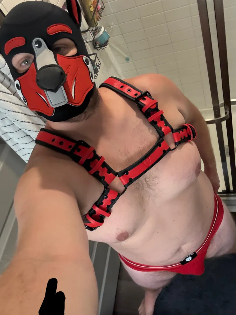 Hello pups! posted by camp732