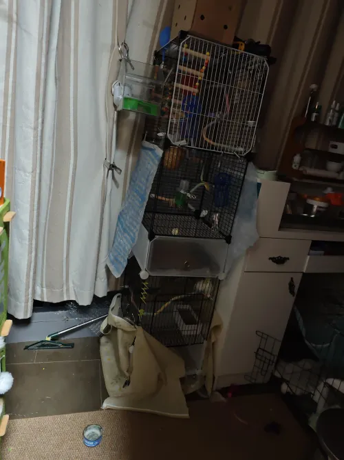 How parrot helped me Get rid of nitrous oxide by Vincentace