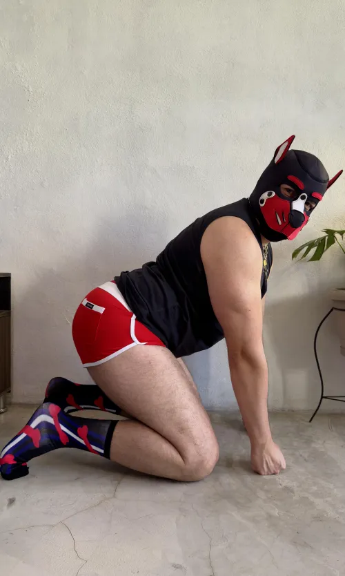 I’m a good boy  - Astro  by Astro_thepup