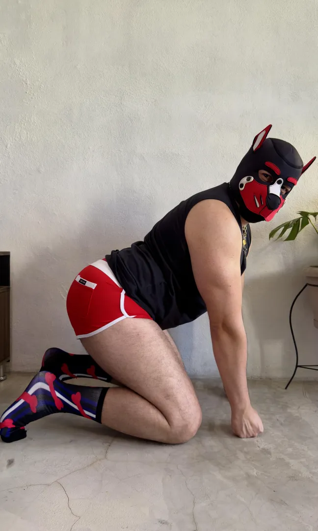 Im a good boy  - Astro  posted by Astro_thepup