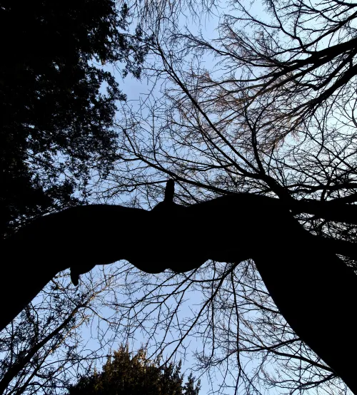 In Nature by MaskedNerdAfterDark