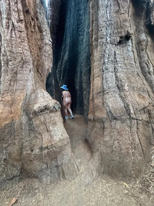 Inside a Giant Sequoia for TPT - Calaveras Big Tree State Park by MrsDarling55