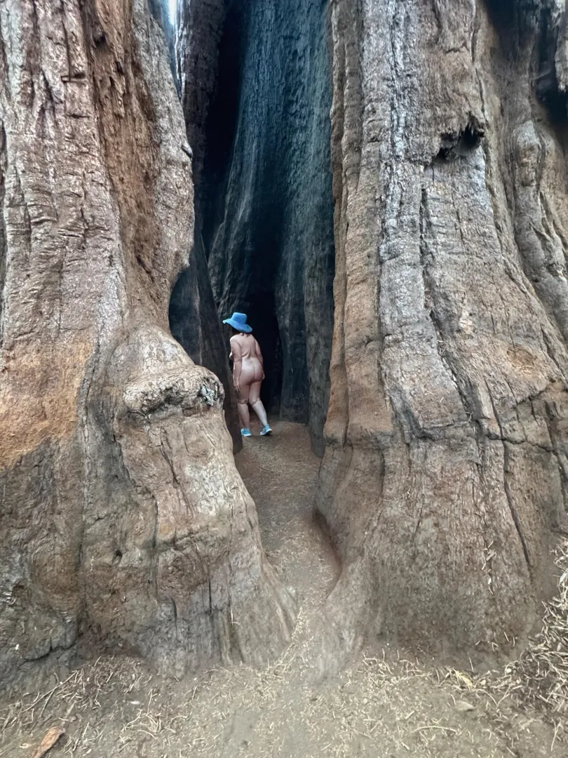 Inside a Giant Sequoia for TPT - Calaveras Big Tree State Park posted by MrsDarling55