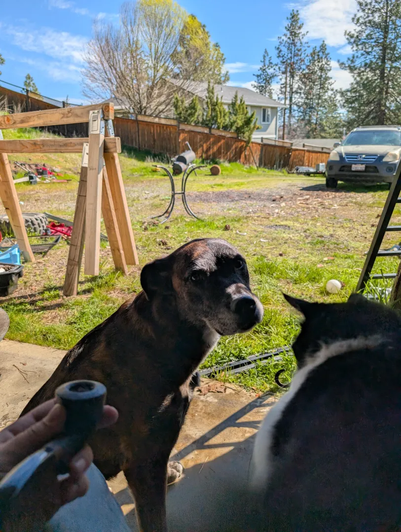 Just started smoking a pipe and writing a journal. Has been a world of good for me and my mental posted by Wrong-Clock-8670