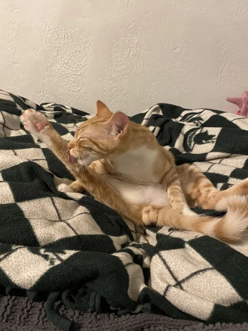 [m] spread wide and not shy by CutePizzaFairy