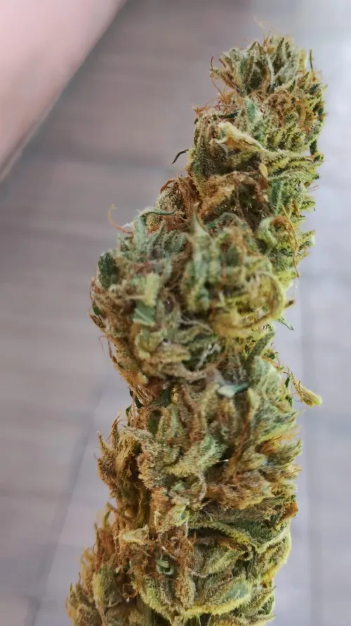 Maconha adulterada? by aymaricon