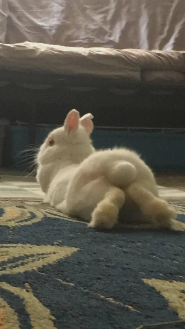 (META) flairs should be mandatory here posted by deeeepdoooop