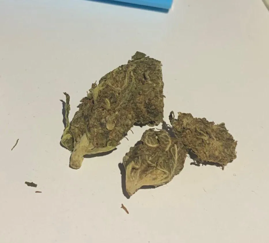 minha companhia dessa noite posted by Ok-Mistak3