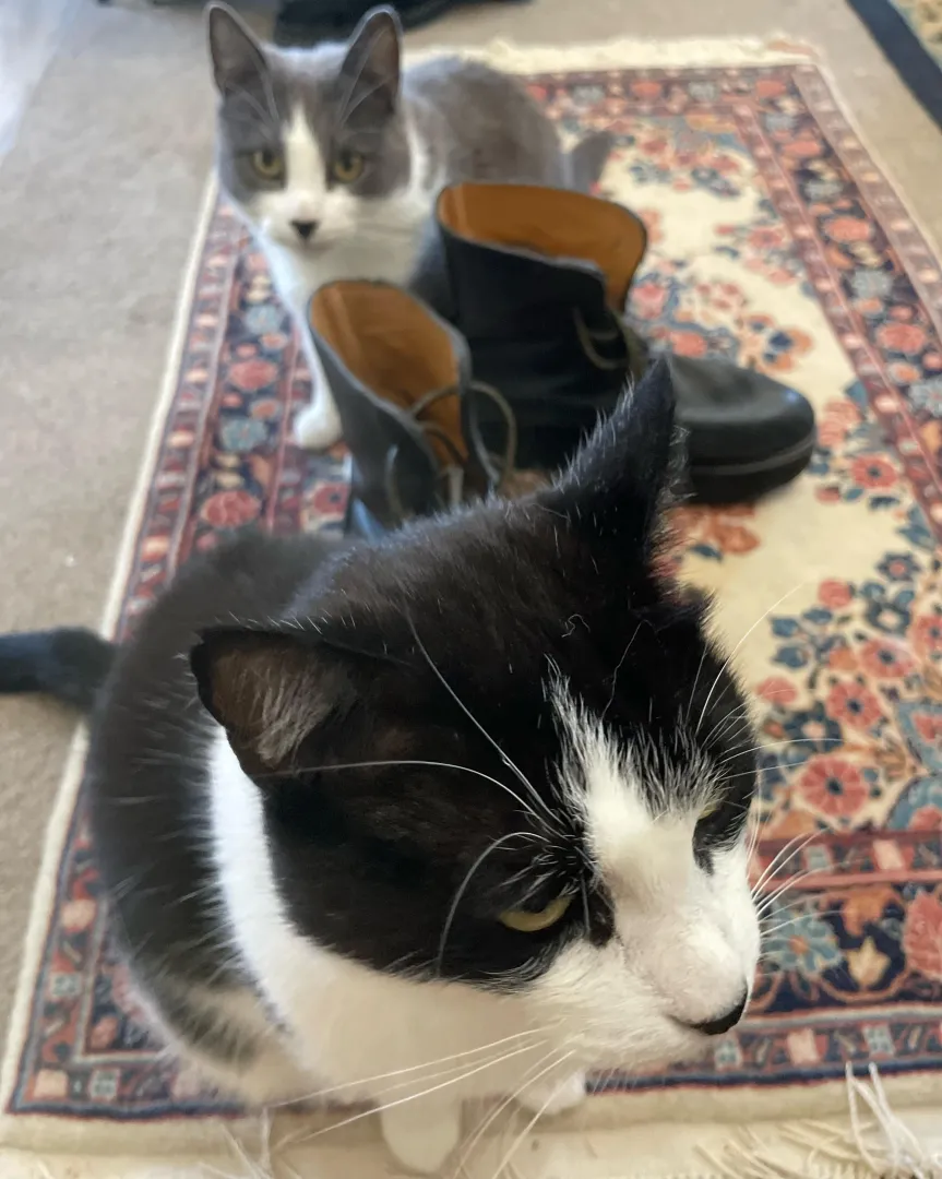 Mods are gone here’s my FO- black leather boots that I’m afraid to post on the sub for shoemaking posted by catladysoul