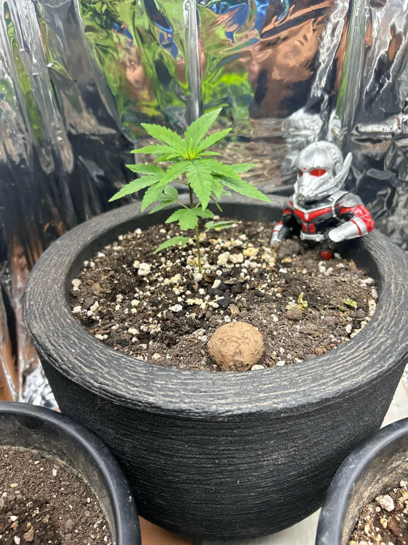 Mosquinhas no cultivo. posted by Auzuun