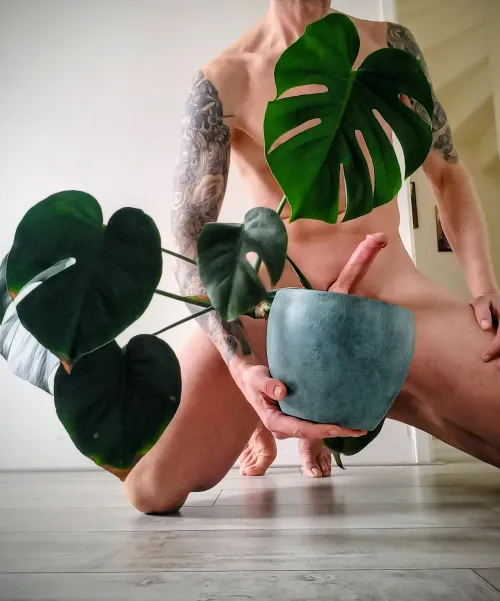 My Monstera has a strange way of growing by Big-Possibility-9177