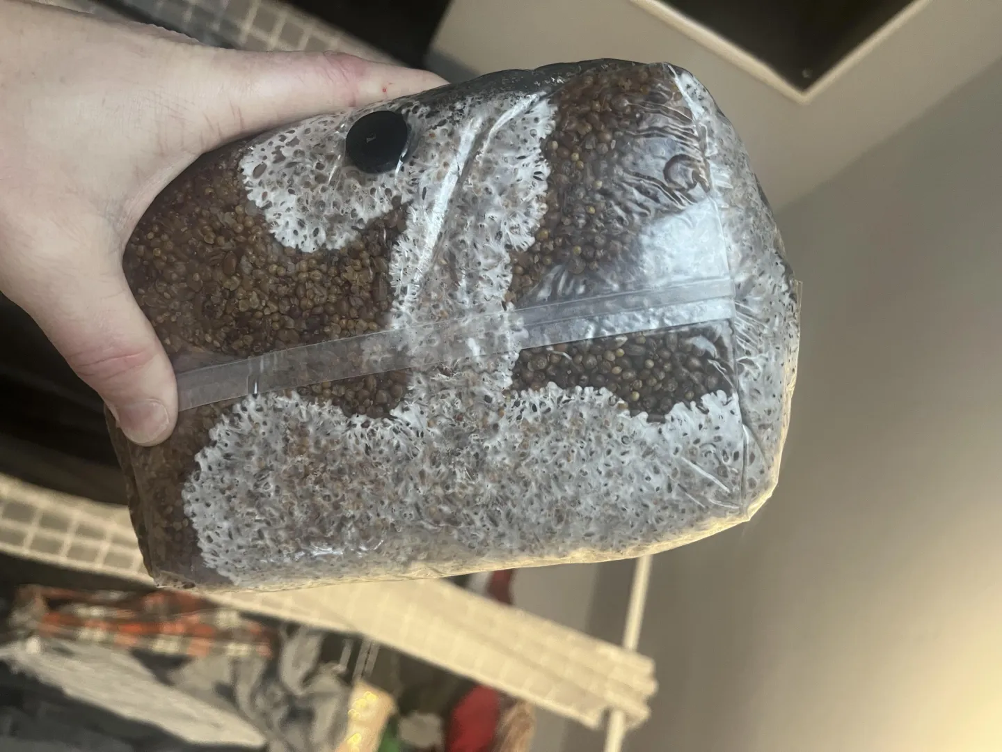 My mycelium reminding me I’m #1 posted by Ok_Procedure7492