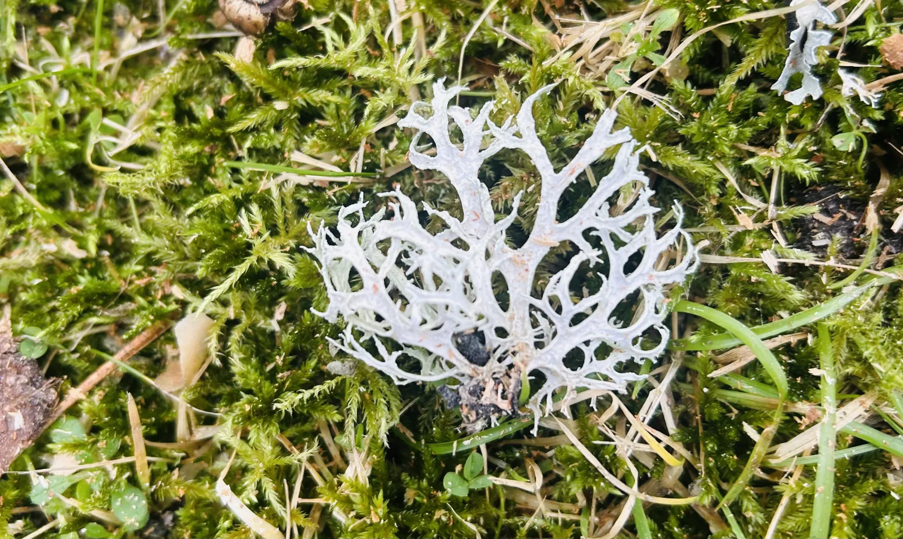 Nature is healing posted by DzelzisZnL